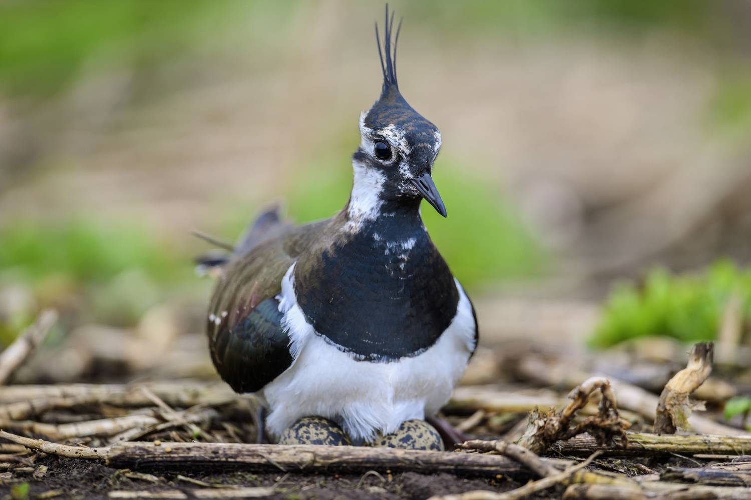 , Пупонин Сергей