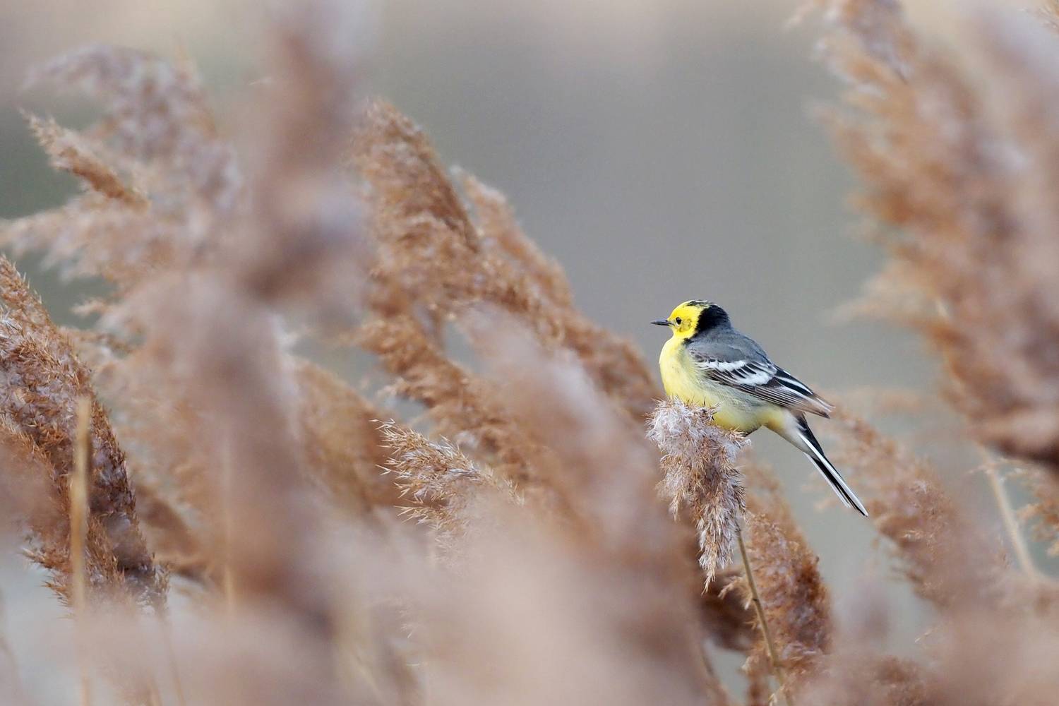 , Нурият Аллаярова