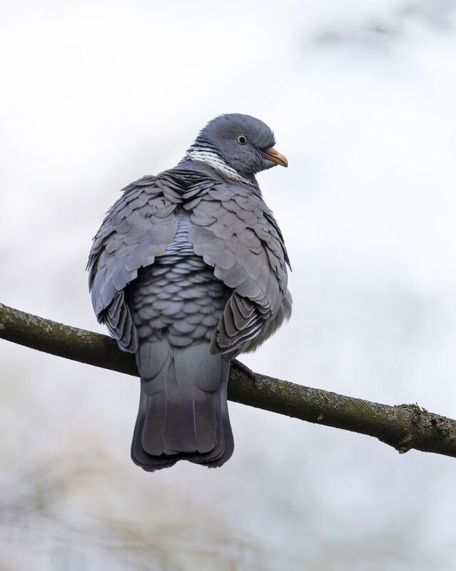 голубь, вяхирь Вяхирь морозным утром фото превью