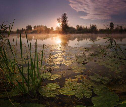 В утреннем свете