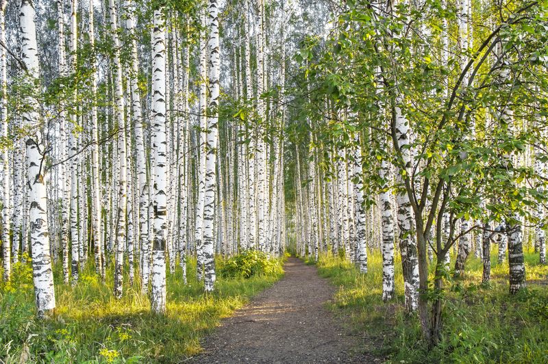 Киров, березовая роща, березы, утро Солнечное утро фото превью