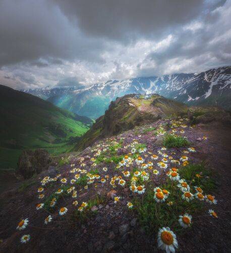 Горные ромашки на высоте 3200 м