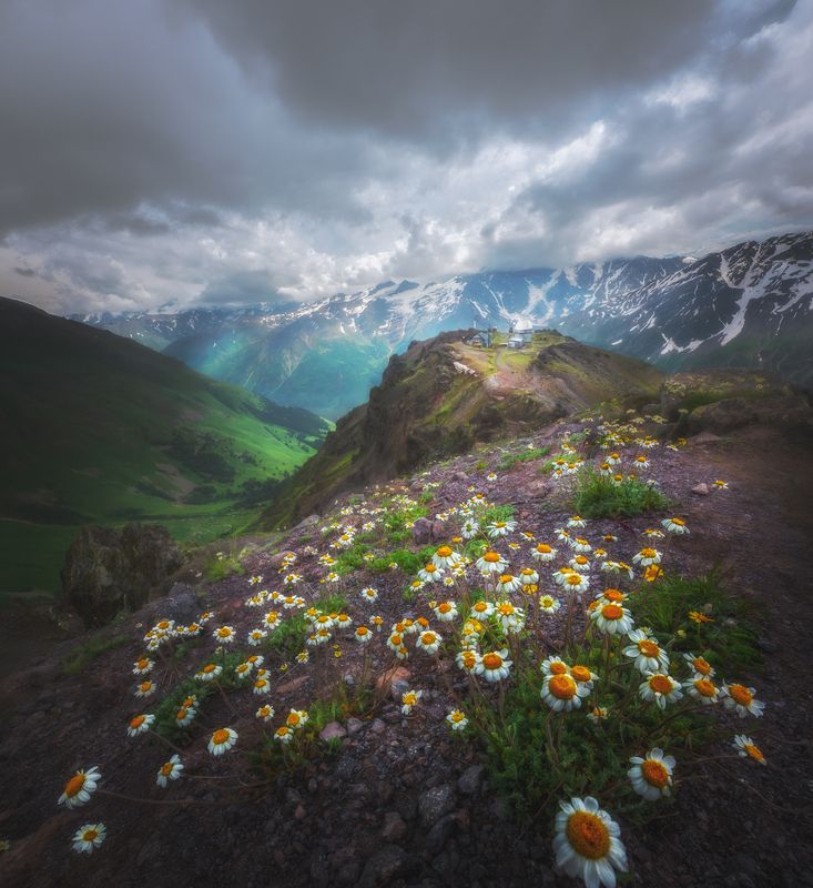 горы,кавказ, терскол, обсерватория, ромашки Горные ромашки на высоте 3200 м фото превью