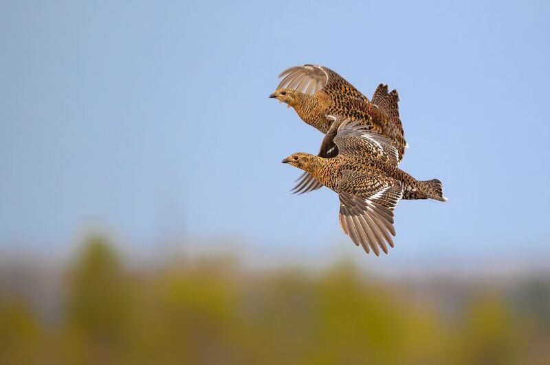 О тетёрках. фото превью