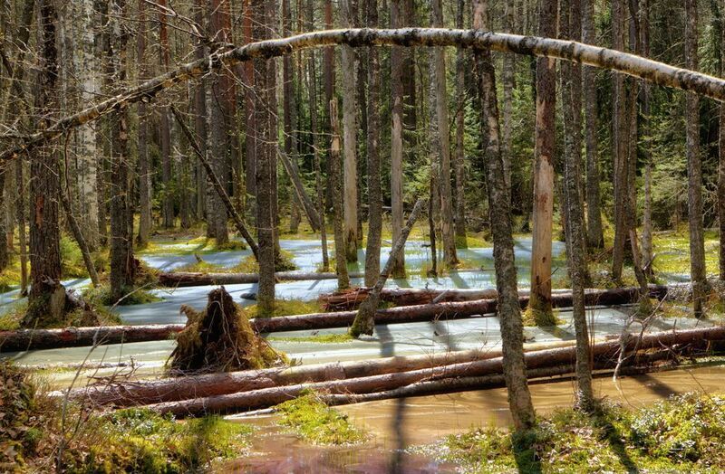 Весенний лес фото превью