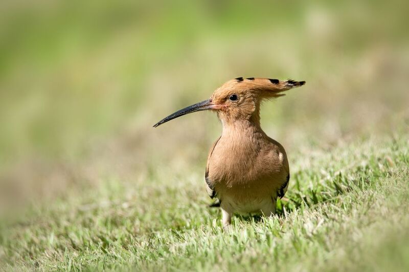 Удод Удод на лужайке фото превью