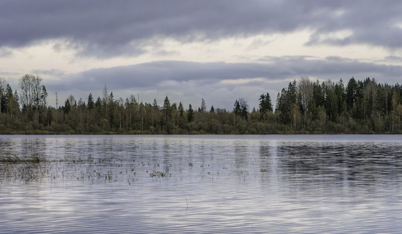 Россия, Новгородская область, Боровичи, озеро Шерегодра,  Майский пейзаж у озера Шерегодра фото превью