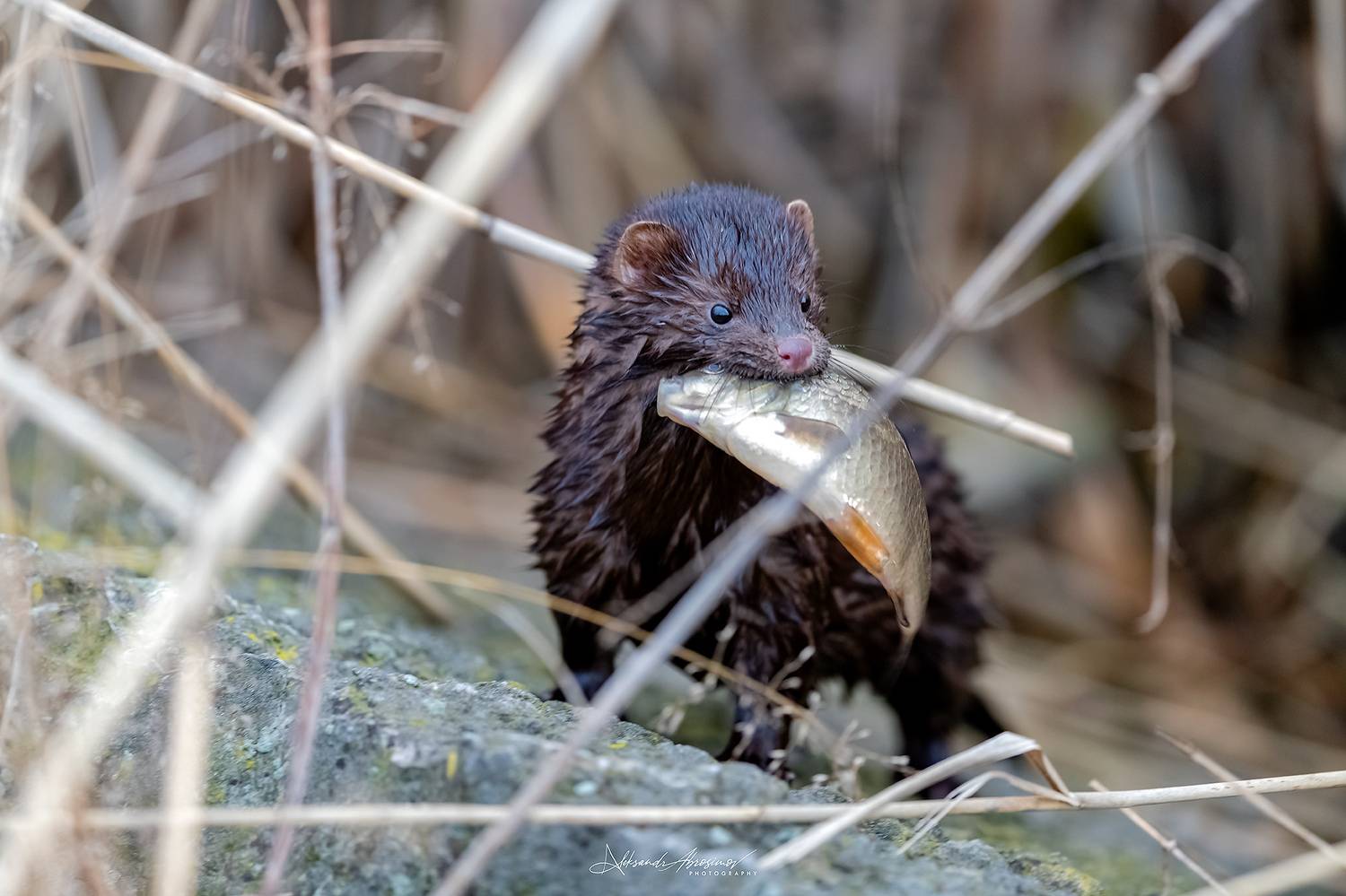 , Абросимов Александр