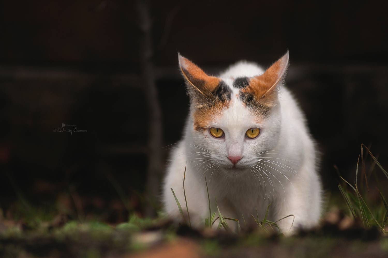 кошка котопортрет домашниеживотные взгляд охота, Еремеев Дмитрий