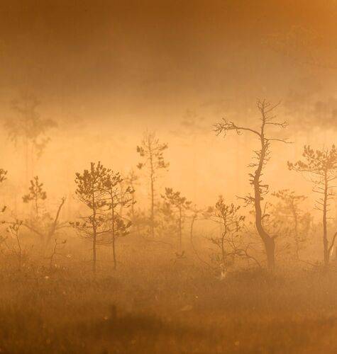 Болотная тишина