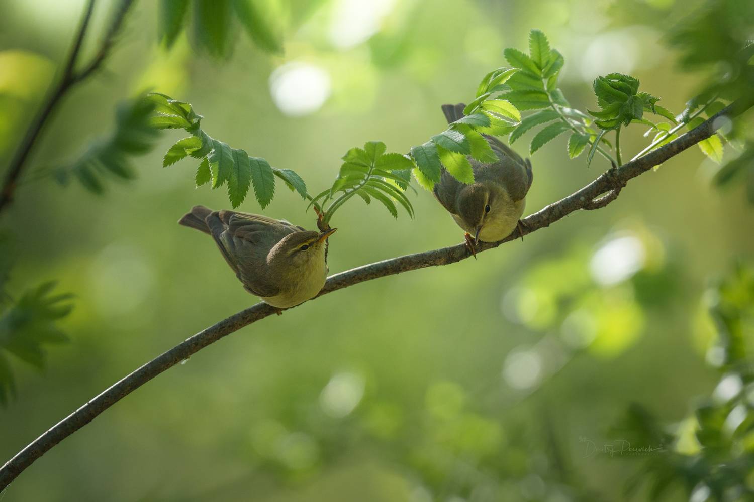 природа, лес, поля, огороды, животные, птицы, макро, Дмитрий Посевич