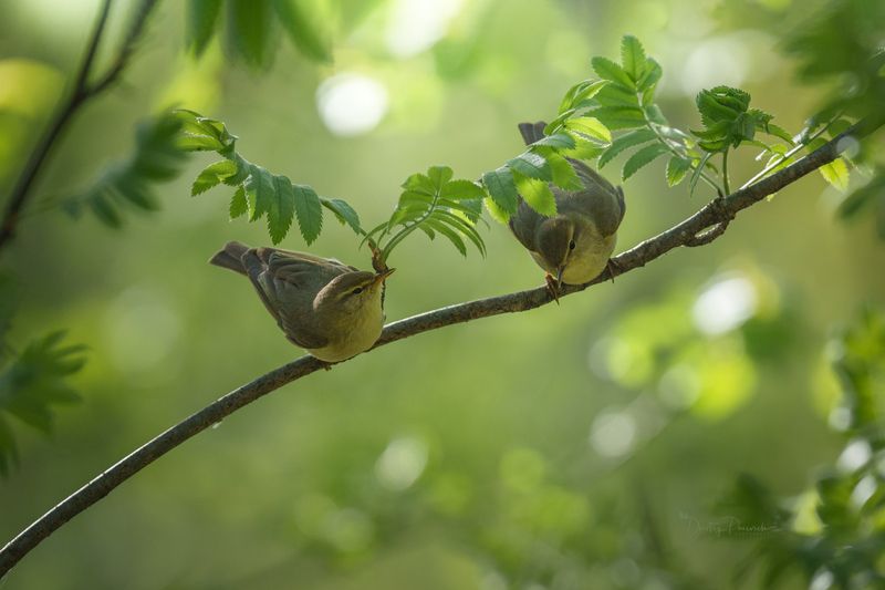 природа, лес, поля, огороды, животные, птицы, макро Душевный разговор фото превью