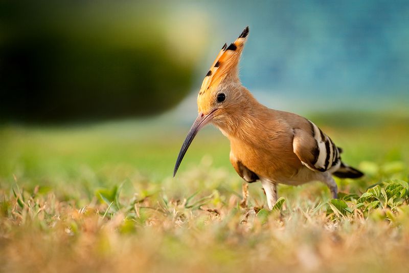 Hoopoe фото превью