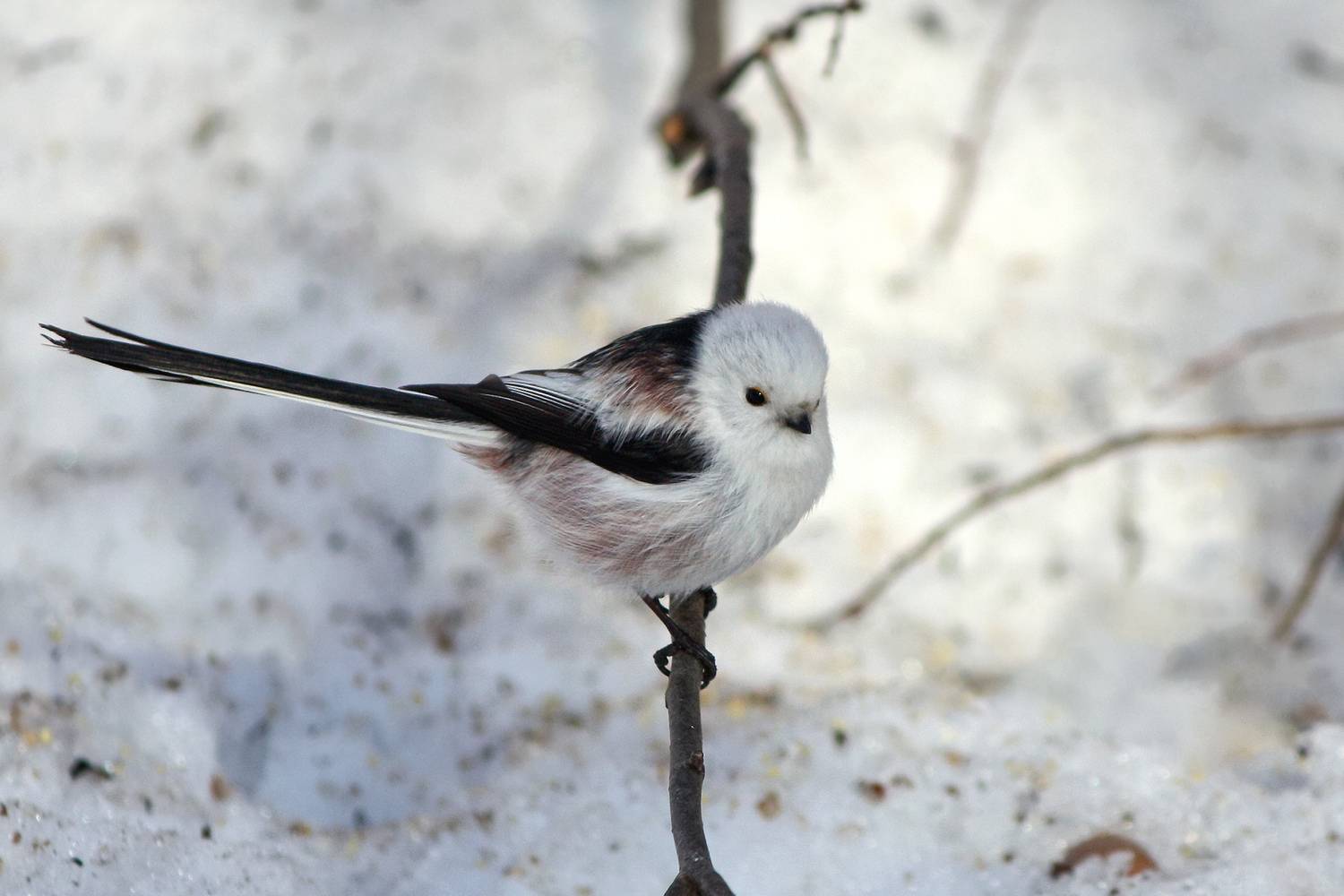 синица, длиннохвостая синица, ополовник, aegithalos caudatus, КарОл