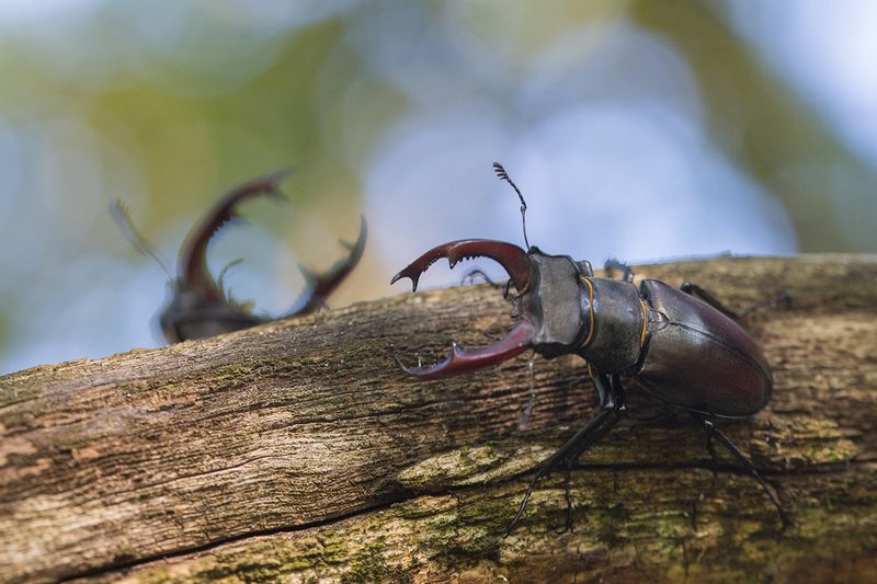 Встреча фото превью