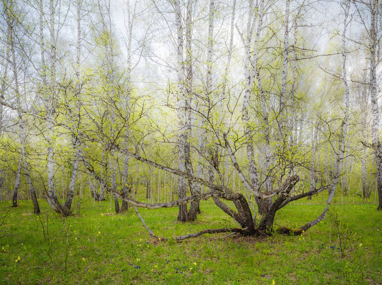 , Шустиков Дмитрий