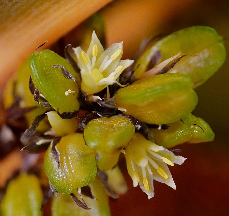 Цветение Хлорофитума Грин Оранж фото превью