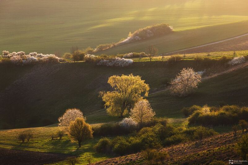 Blooming Awakening фото превью