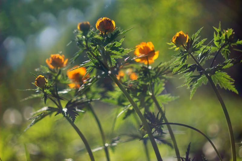 Танцуют все ... фото превью