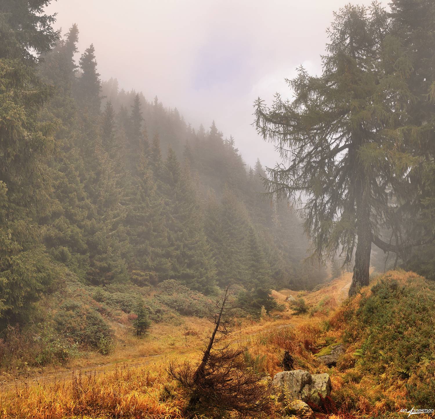 swiss, Матвеев Николай