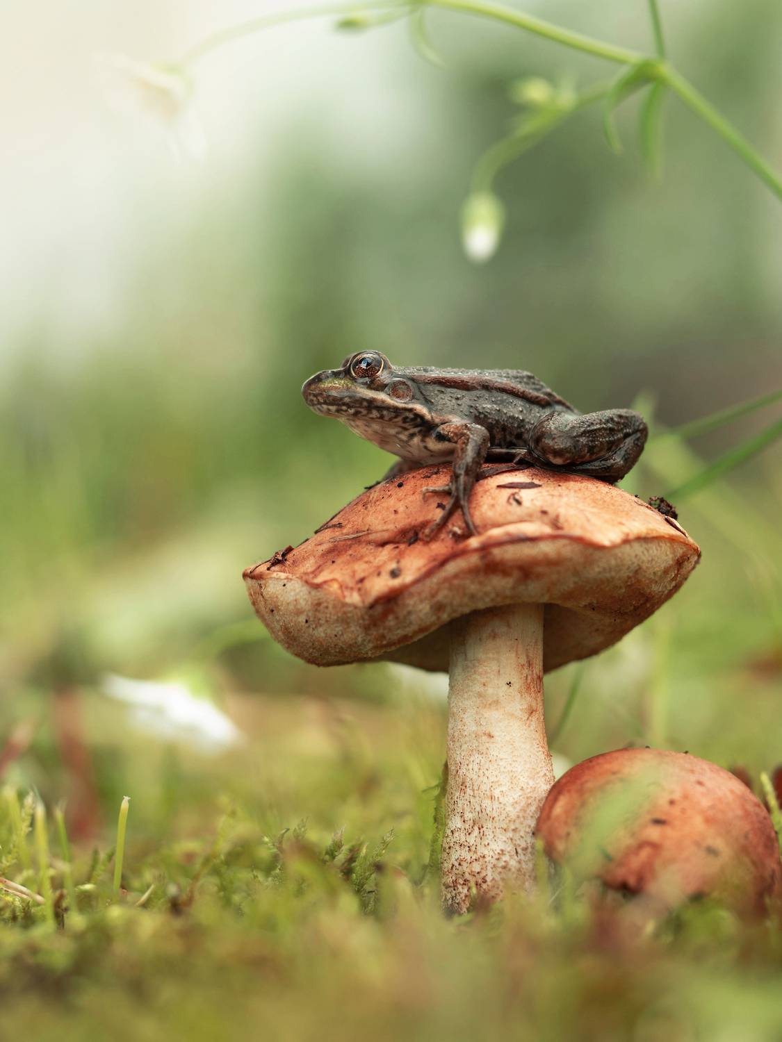 , Лапшина Владлена