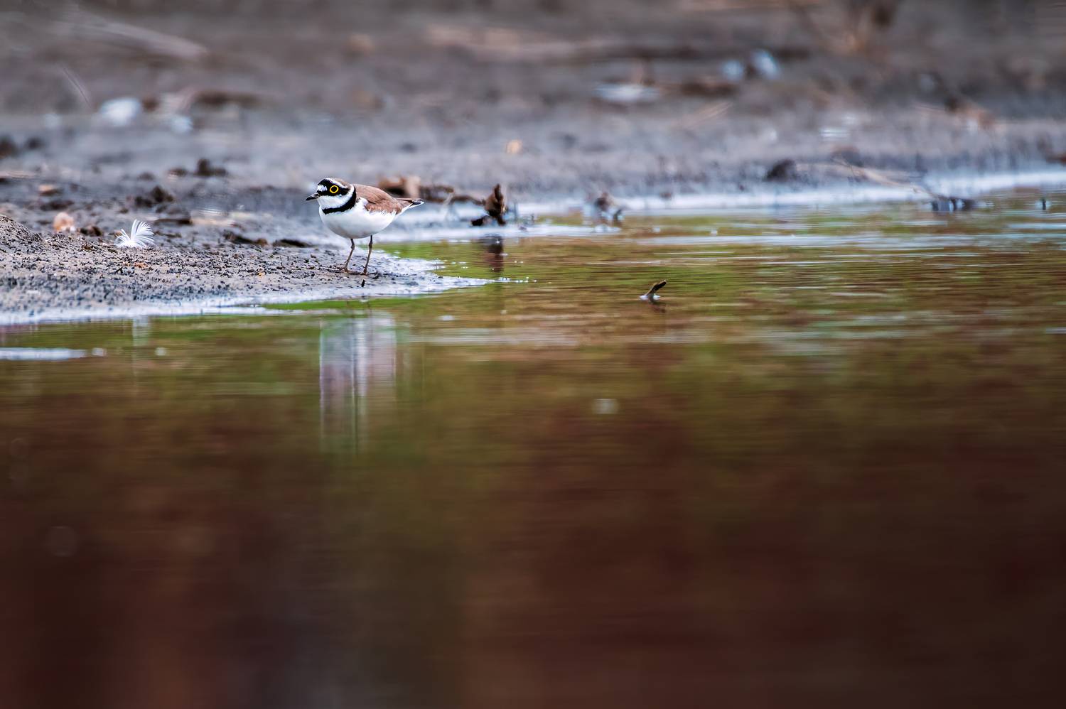 , Павел Ныриков