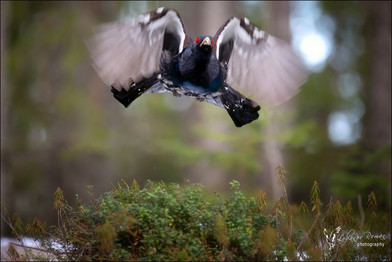 * * * фото превью