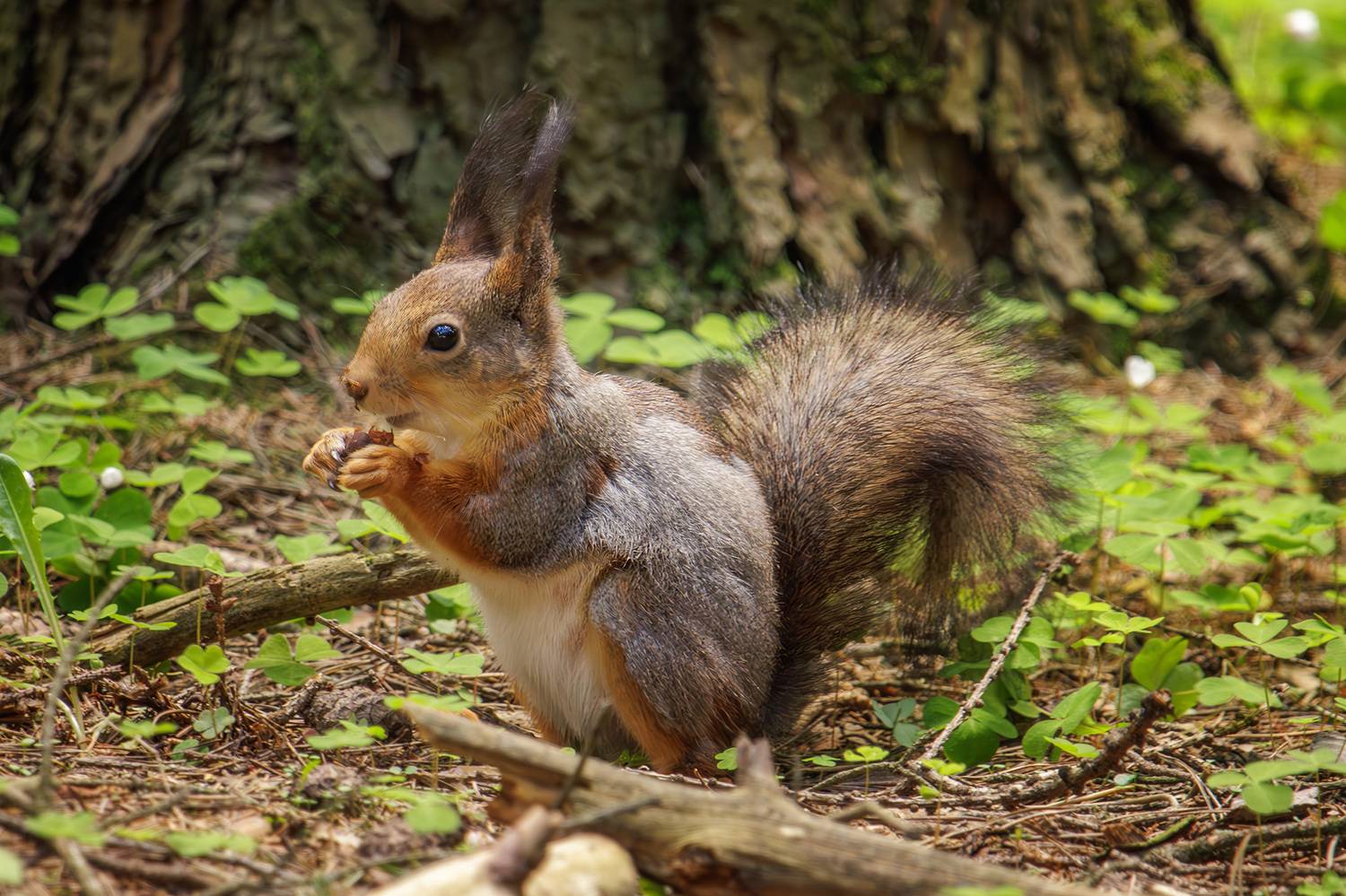, Морозов Сергей
