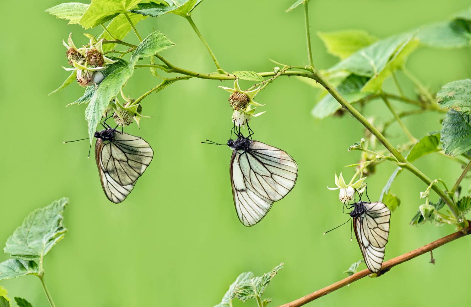бабочка, белянка,, Мочалова Марина