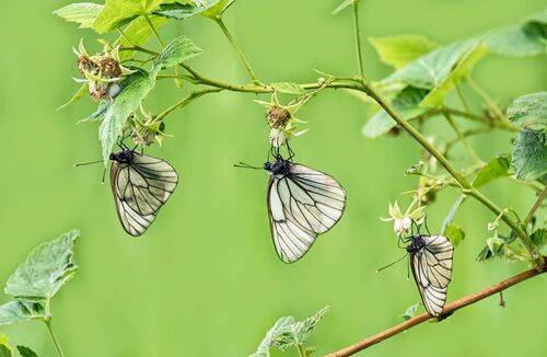 Белянка на лесной малине.
