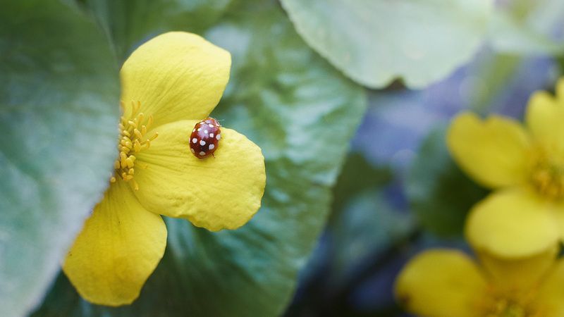 божья коровка, лес Божья коровка фото превью