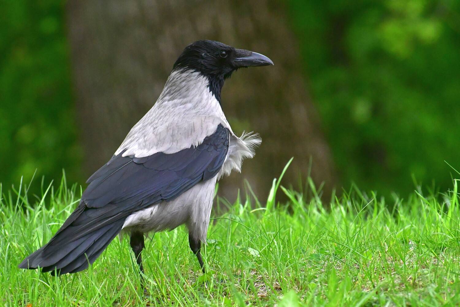 , Корнейчук Игорь