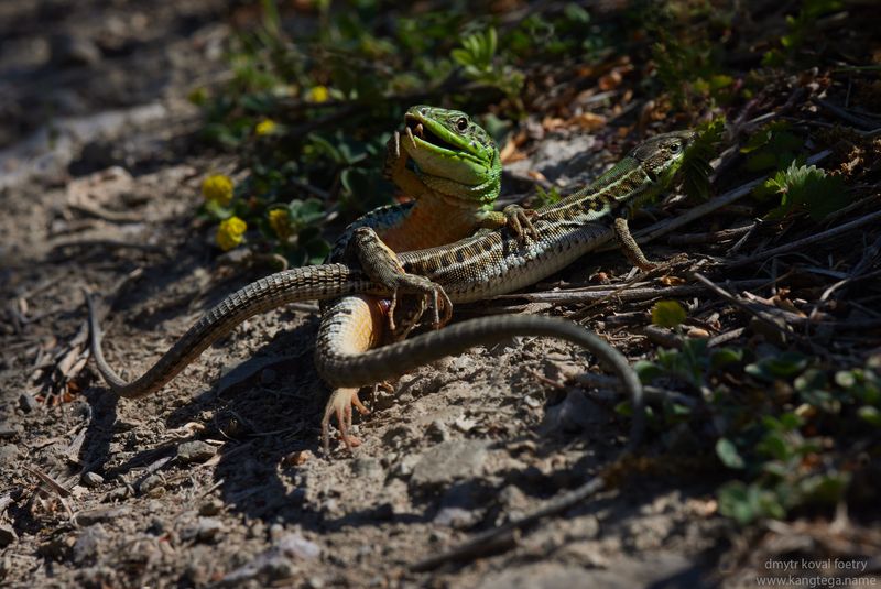 Гусляр и его Гусля … фото превью