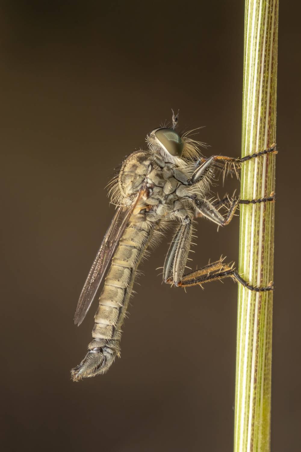 #macro #insects #nature #closeup, Nikolay Tatarchuk