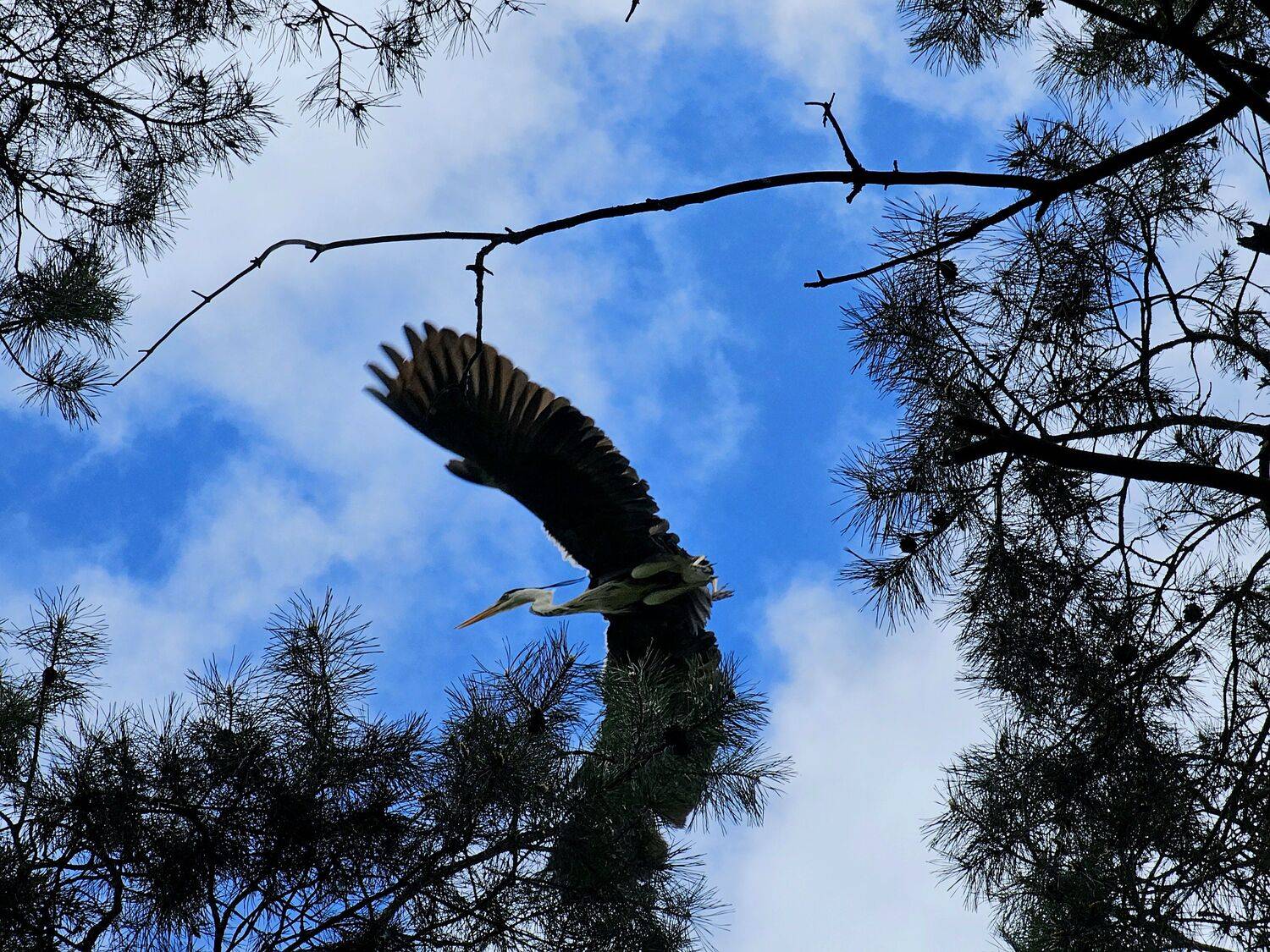 , Мария Яковлева