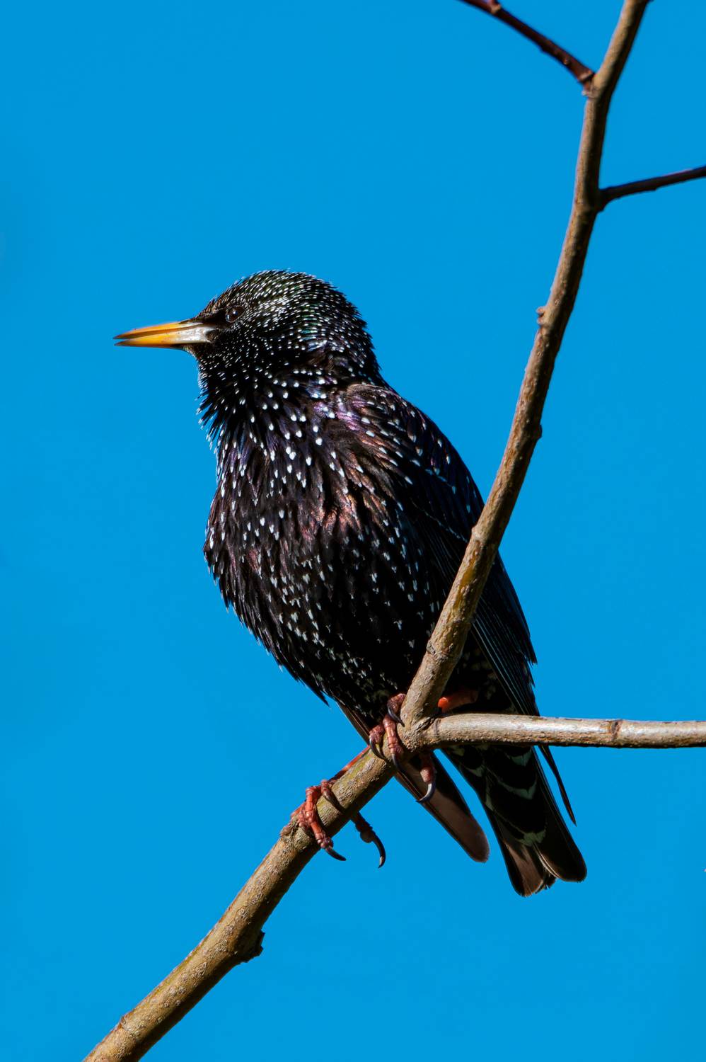 , Сергей Тихомиров