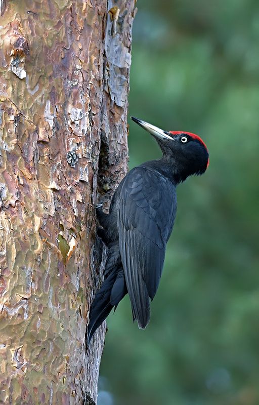 Желна фото превью