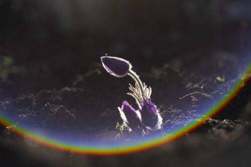 Воскрешение прекрасной сон-травы.