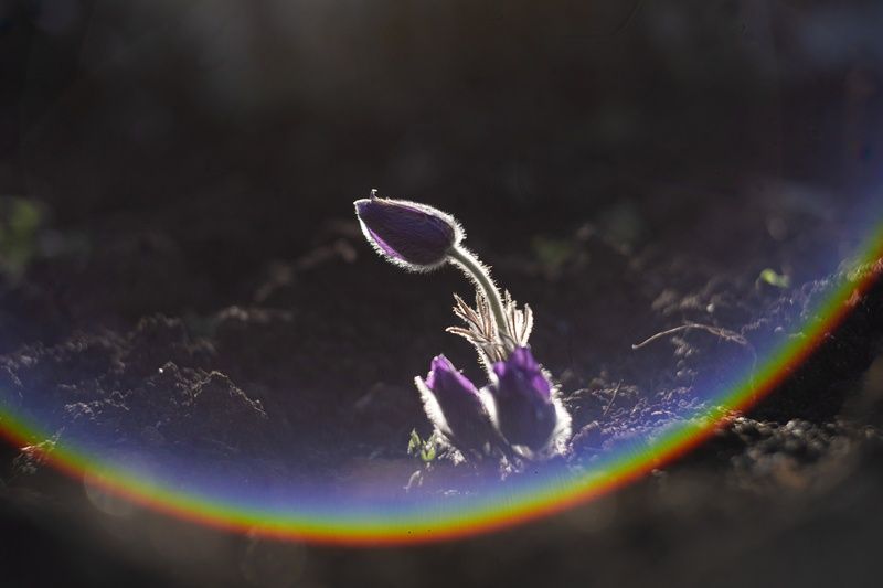 сон-трава, прострел раскрытый, природа, весна, крымская весна, красота, нежность, мечтательность, краснокнижное, цветок, керченская весна, мануальное, атмосферное, винтажная оптика, юпитер-3, jupiter-3, sony a7 iii, фотографирую весну, фотографирую природ Воскрешение прекрасной сон-травы. фото превью