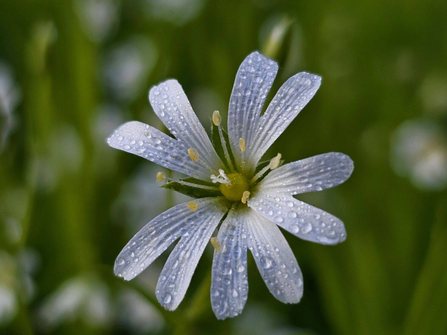 , Мария Яковлева