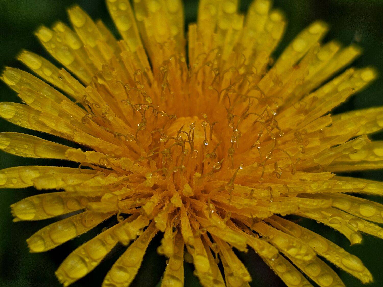 , Мария Яковлева