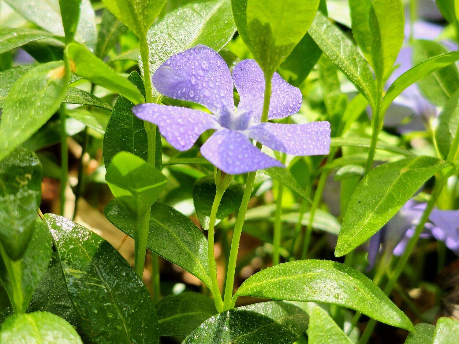 , Мария Яковлева