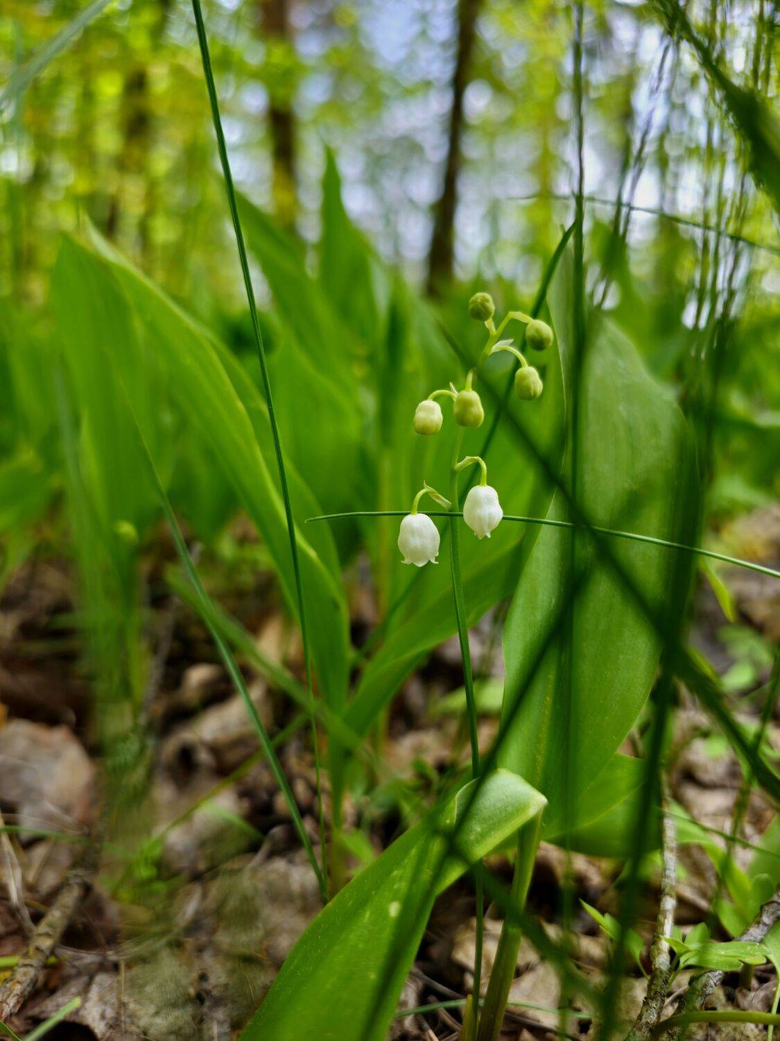 , Мария Яковлева