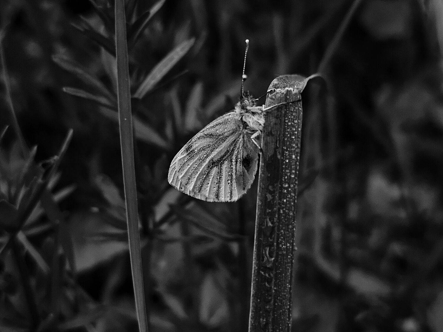 , Мария Яковлева