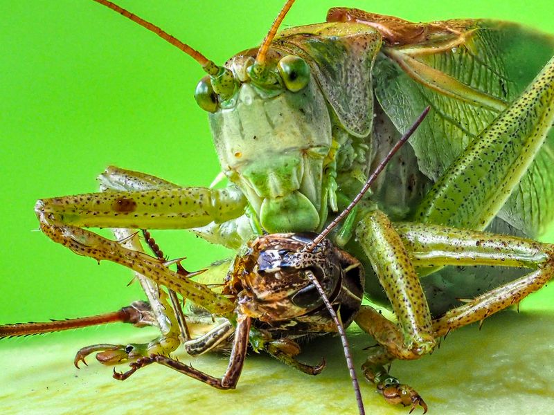 ЗЕЛЕНЫЙ ХИЩНИК. фото превью