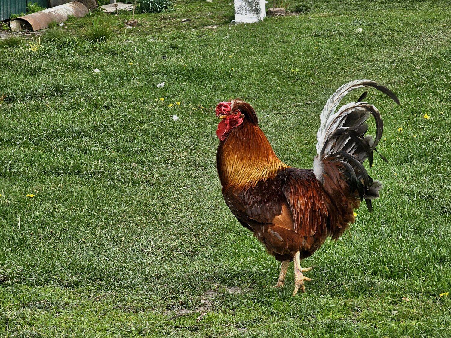 , Мария Яковлева
