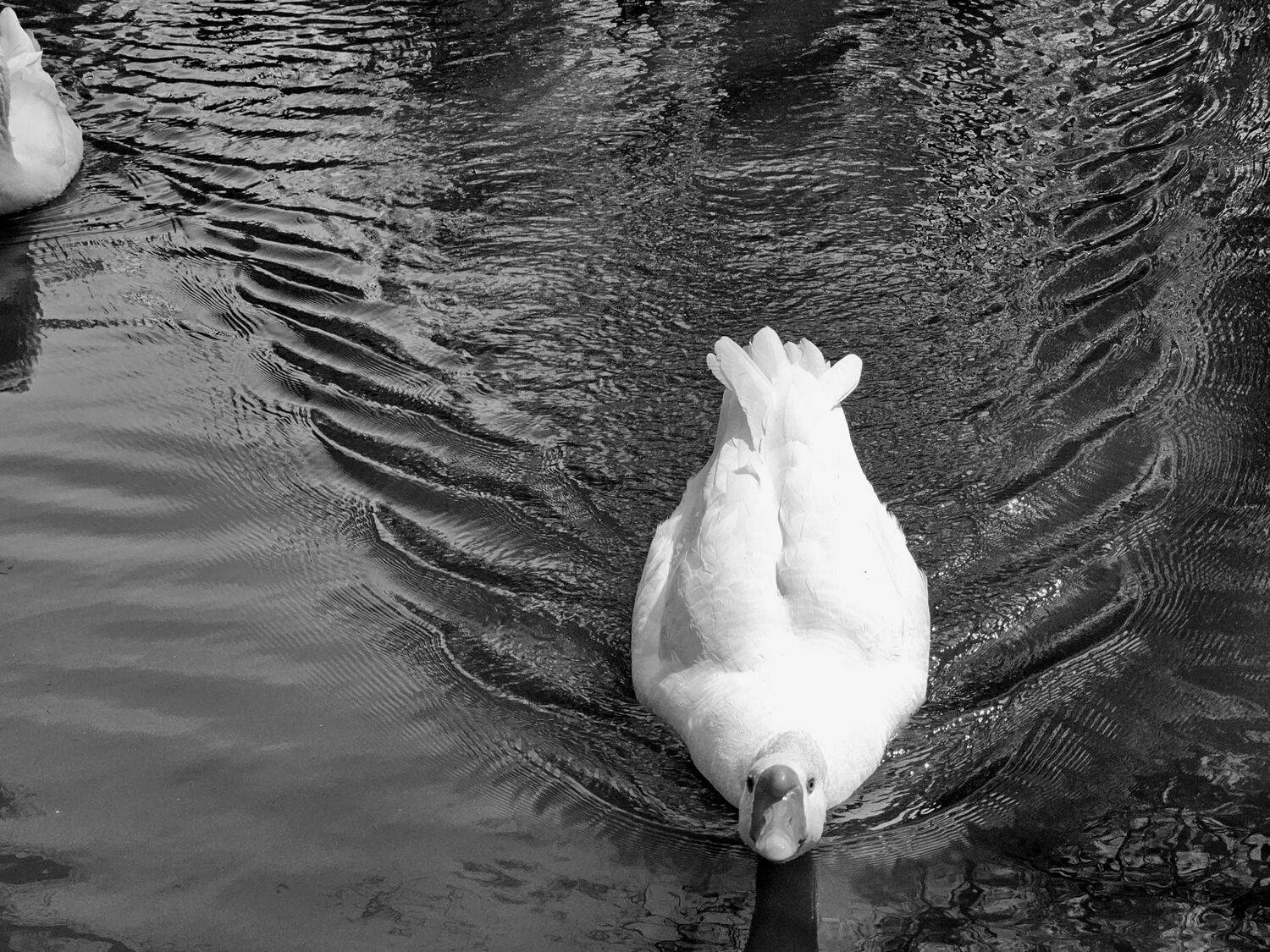 , Мария Яковлева