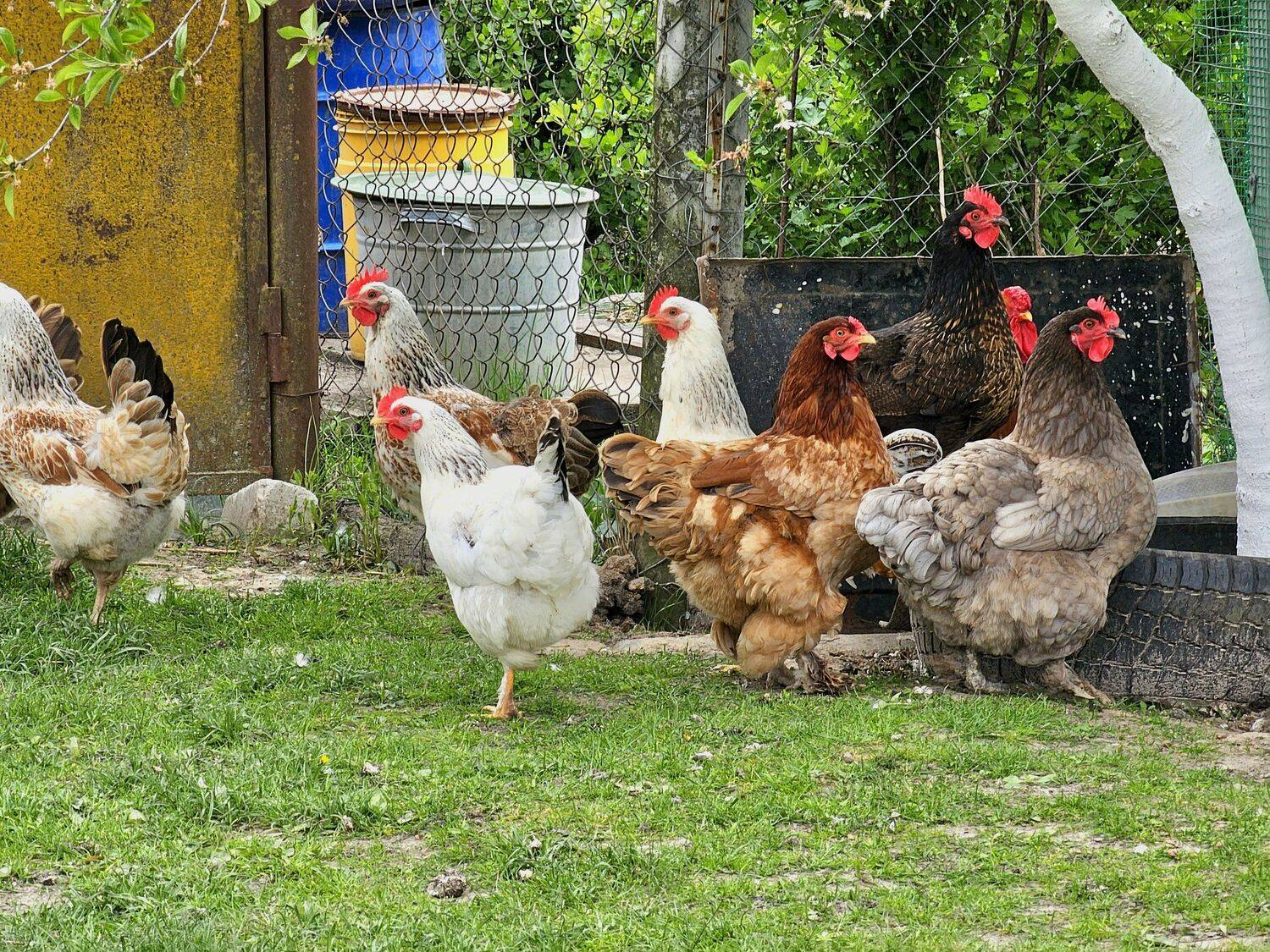 , Мария Яковлева