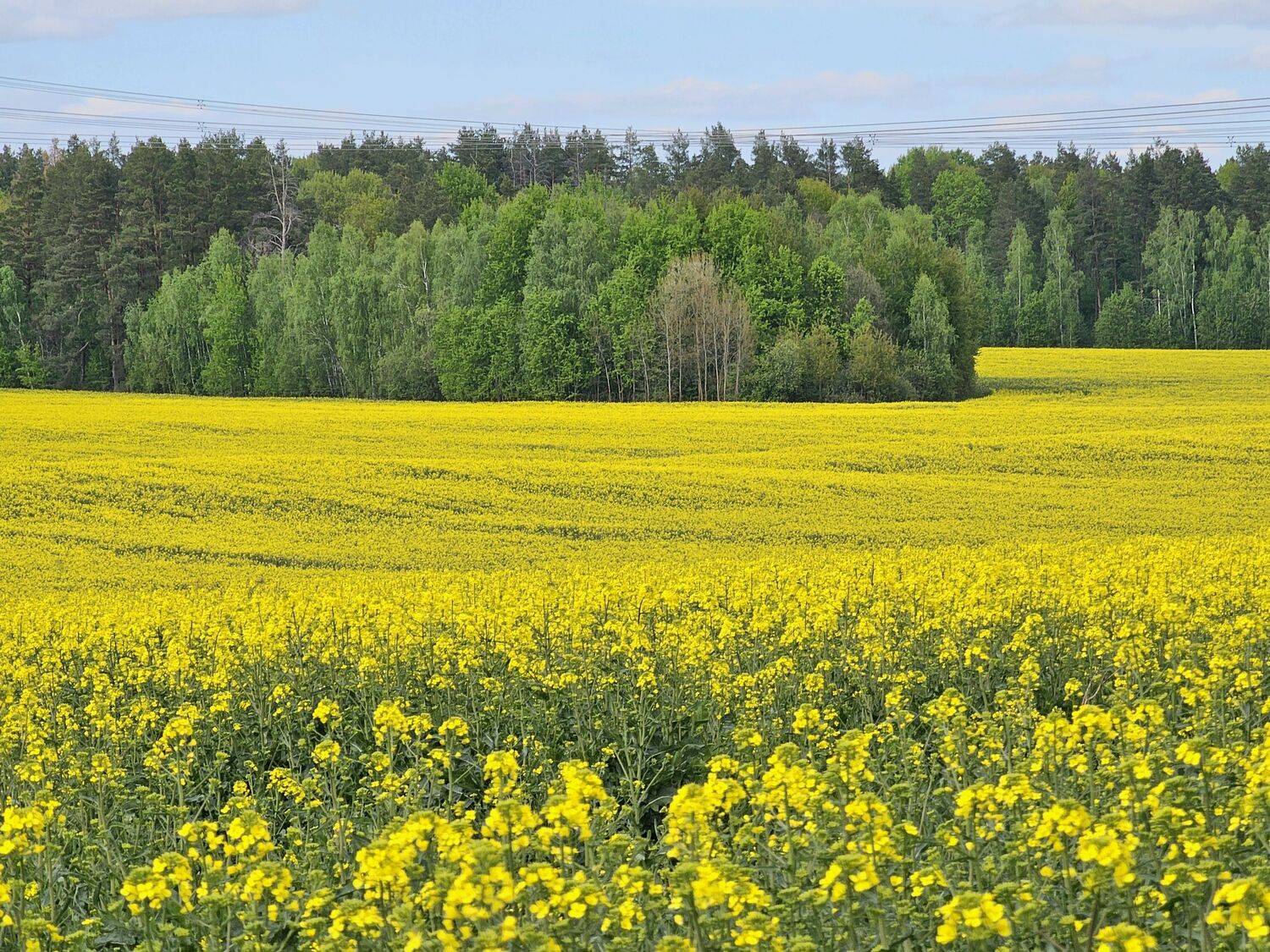 , Мария Яковлева