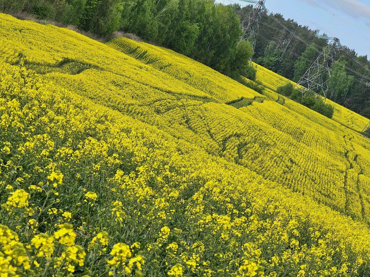 , Мария Яковлева